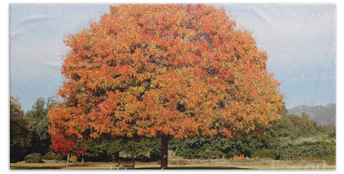 Fall Bath Towel featuring the photograph Colourful Tree with Fall colored foliage by Nicholas Burningham