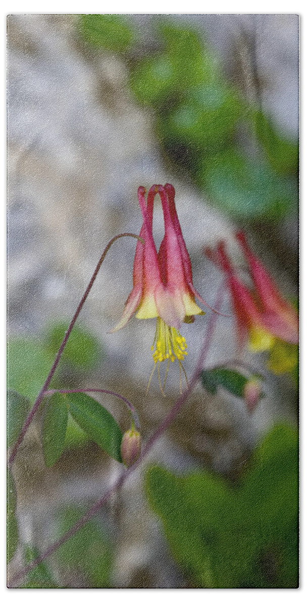 Beautiful Bath Towel featuring the photograph Columbine by Jack R Perry