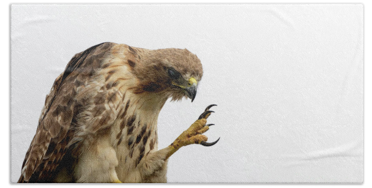 Red Tailed Hawk Bath Towel featuring the photograph Come closer kid by Sam Rino