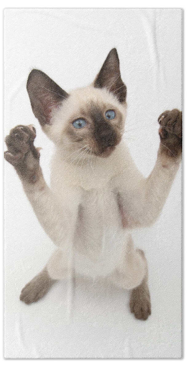 Siamese Bath Towel featuring the photograph Come on, Stick em Up by Warren Photographic