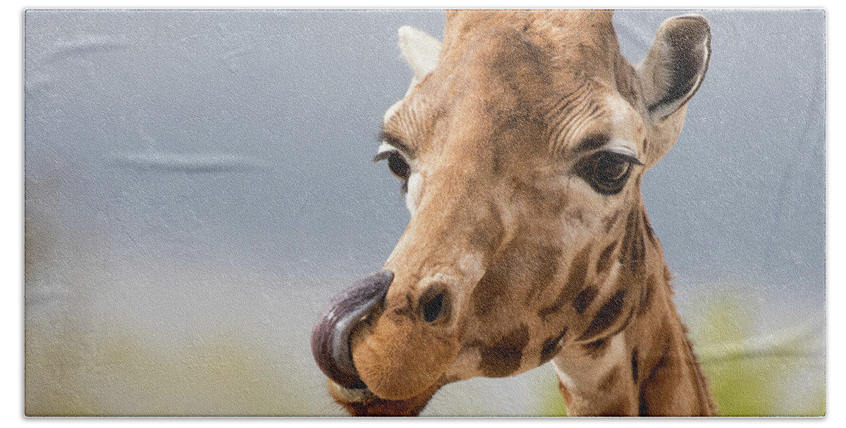 Giraffe Bath Towel featuring the photograph Comical giraffe with his tongue out. by Jane Rix