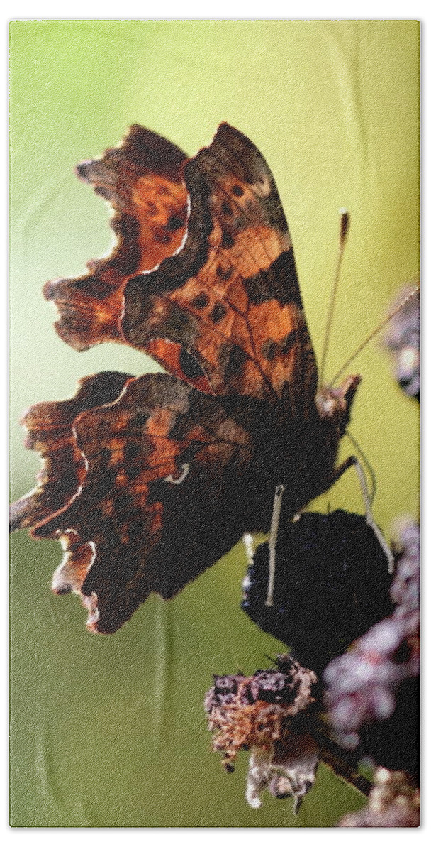 Comma Butterfly Bramble Drunken Autumn Bath Towel featuring the photograph Comma Butterfly by Ian Sanders