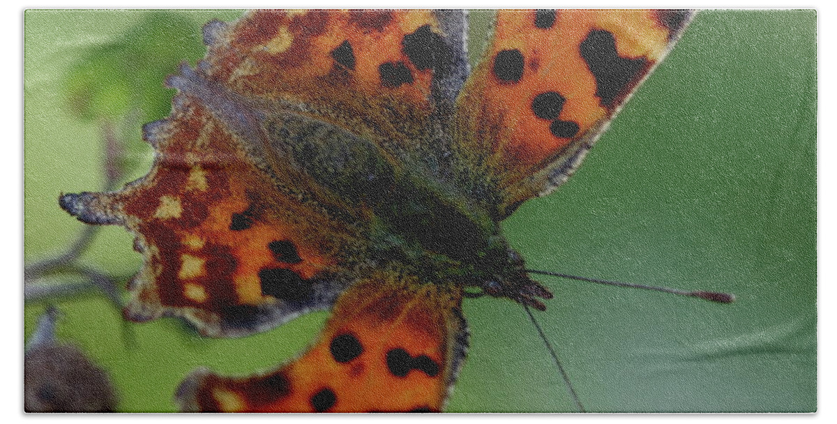 Comma Butterfly Insect Hand Towel featuring the photograph Comma Butterfly - open by Ian Sanders