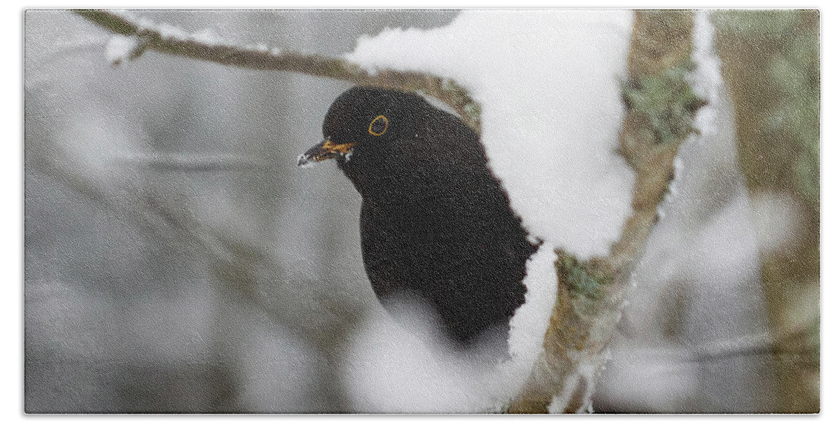 Lehtokukka Bath Towel featuring the photograph Common blackbird 12 by Jouko Lehto
