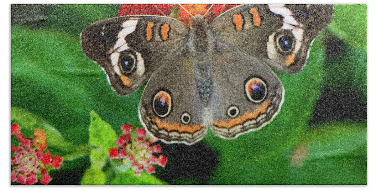 Butterfly Bath Towel featuring the photograph Common Buckeye Butterfly by Betty LaRue