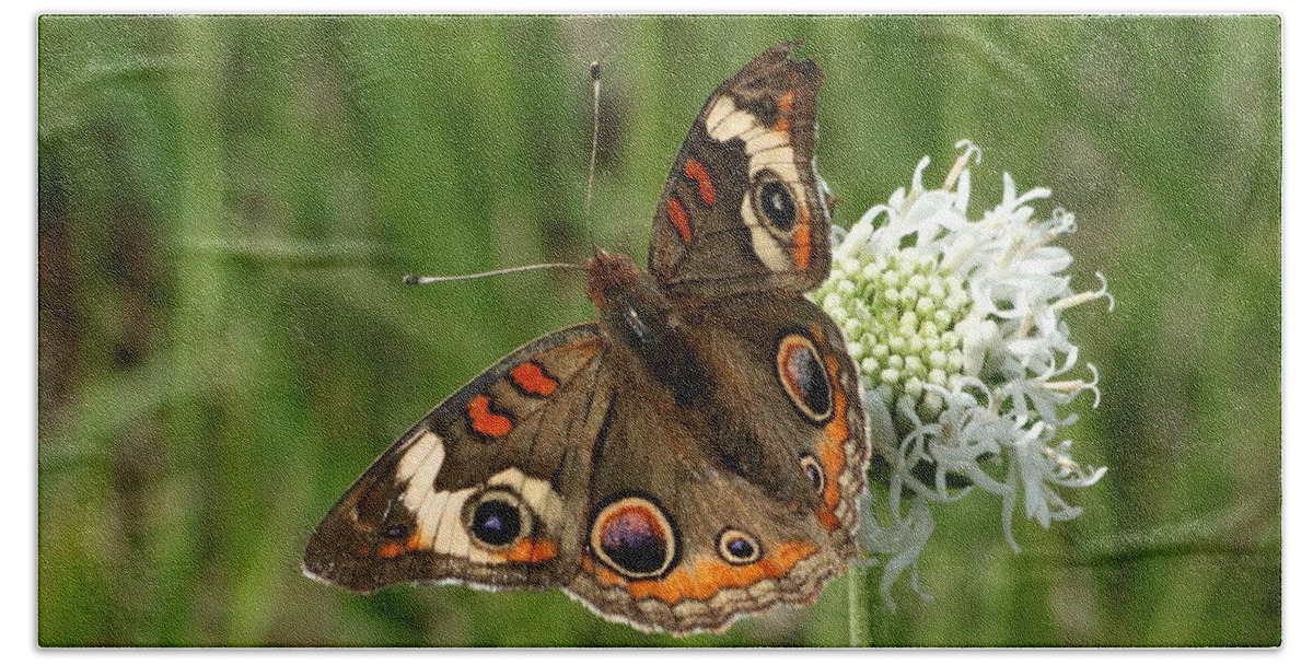 Nature Bath Towel featuring the photograph Common Buckeye Butterfly on Wildflower by Sheila Brown