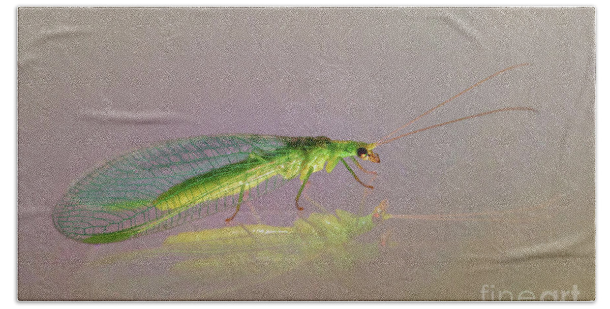 Animal Hand Towel featuring the photograph Common Green Lacewing - Chrysoperla carnea by Jivko Nakev