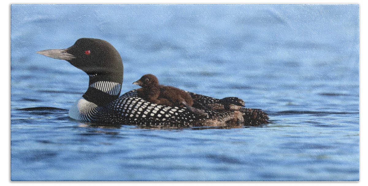 Common Loon Bath Towel featuring the photograph Common Loon and chick, close up by Sandra Huston
