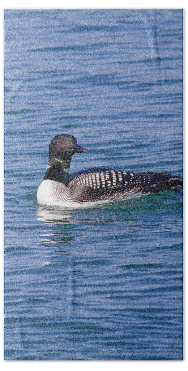 Mark Miller Photos Bath Towel featuring the photograph Common Loon in Monterey Bay by Mark Miller