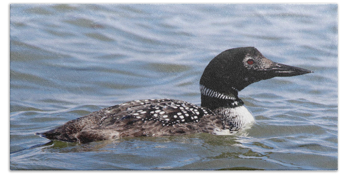 Common Loon Hand Towel featuring the photograph Common Loon Port Jefferson New York by Bob Savage