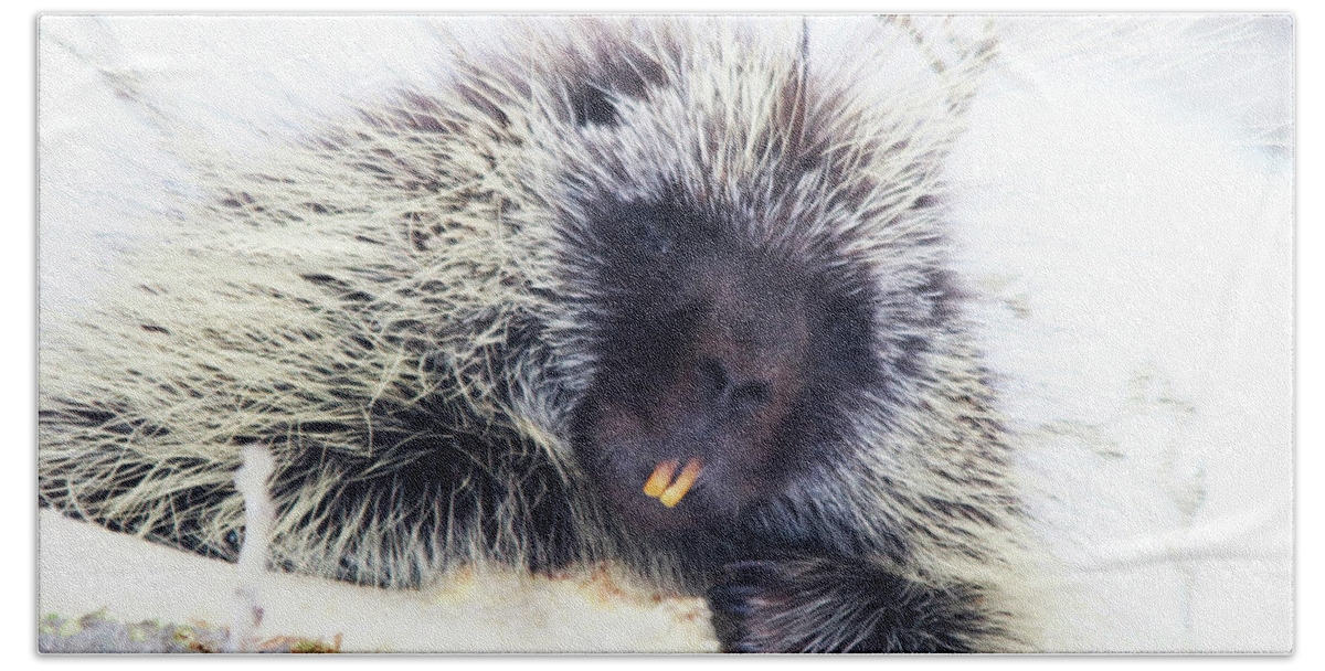 Canada Bath Towel featuring the photograph Common Porcupine by Alyce Taylor