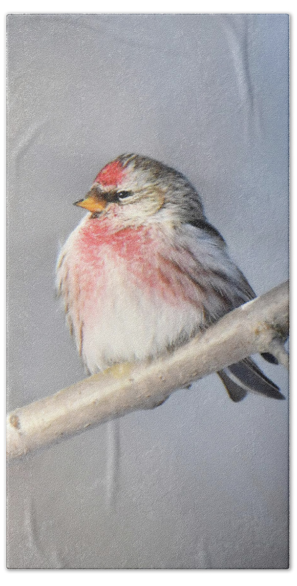Bird Hand Towel featuring the photograph Common Redpoll by Alan Lenk