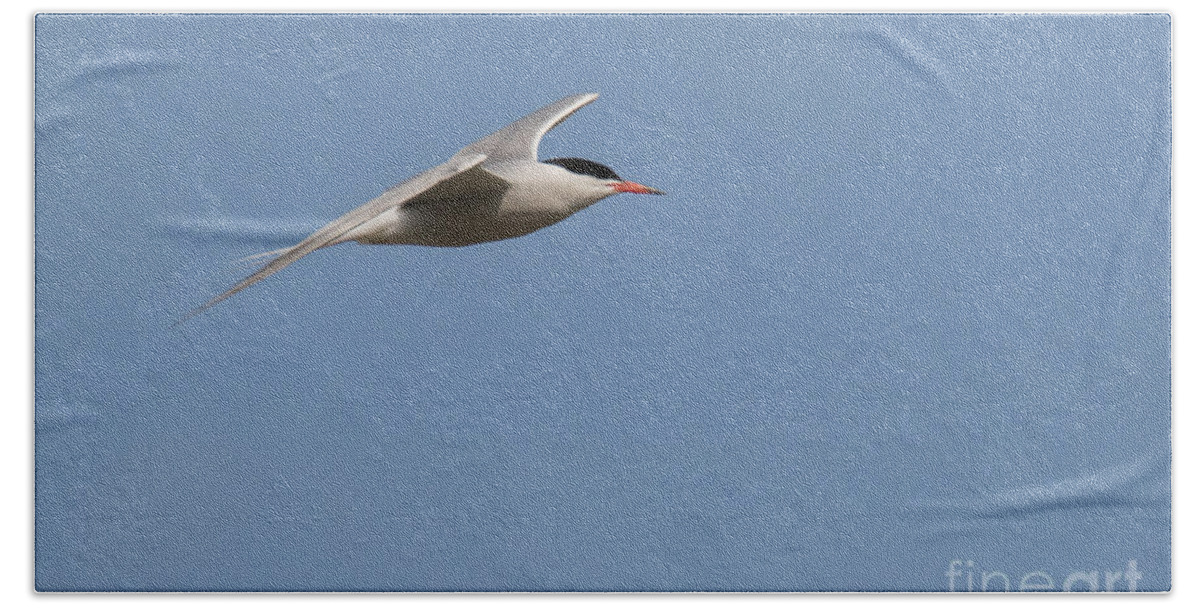Animalia Bath Towel featuring the photograph Common tern in flight by Jivko Nakev