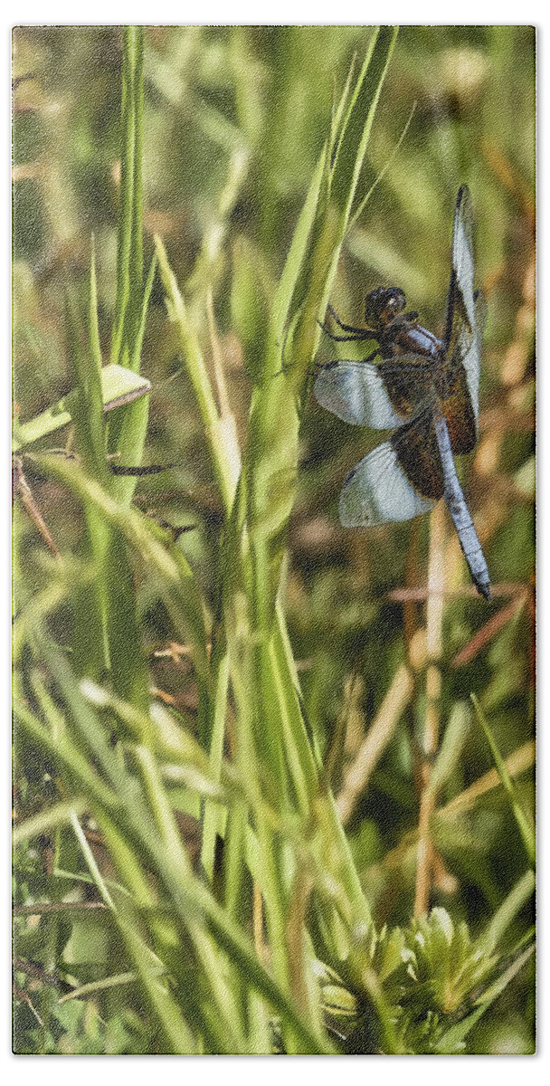 Dragonfly Bath Towel featuring the photograph Common Whitetail Dragonfly on a Blade of Grass by Belinda Greb