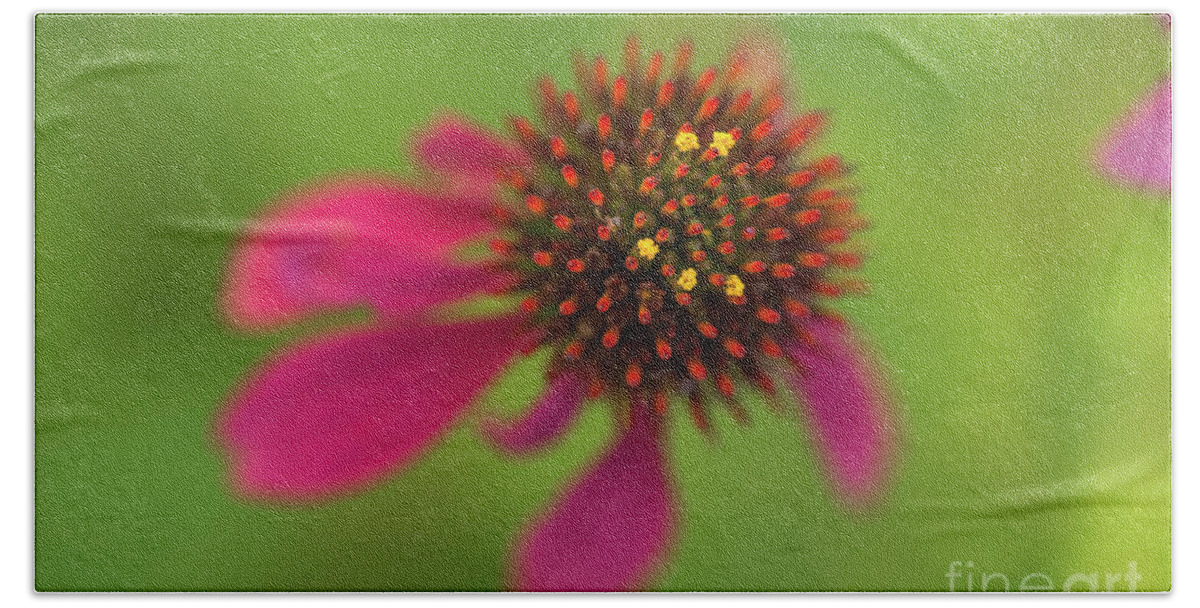 Cone Flower Hand Towel featuring the photograph Cone Flower by Alana Ranney
