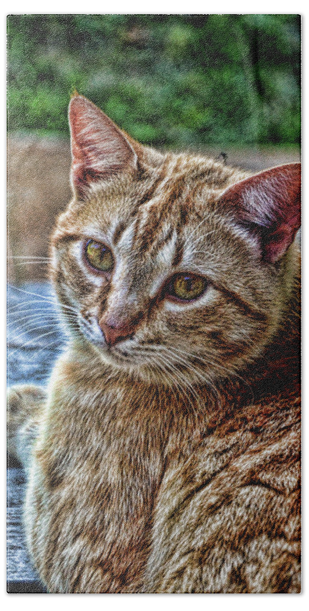Cat Hand Towel featuring the photograph Content Yellow Tabby Cat HDR by Lesa Fine