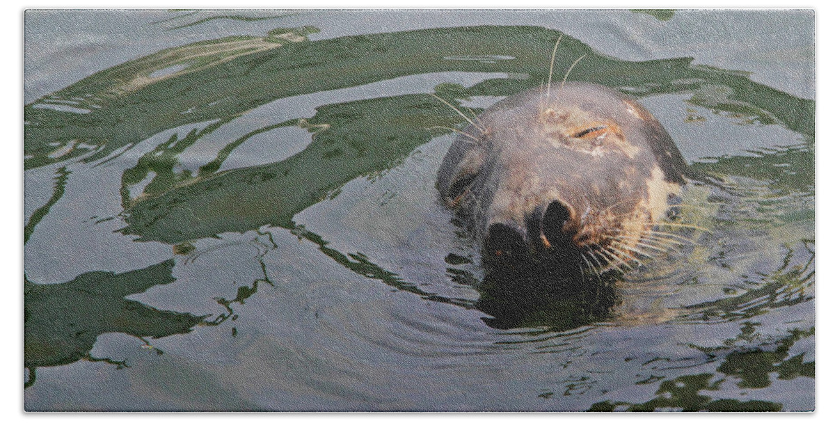 Seal.cape Cod Bath Towel featuring the photograph Contentment by Paula Guttilla