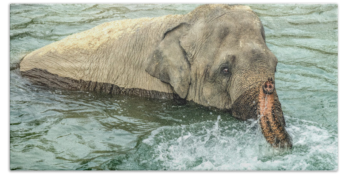 Elephant Bath Towel featuring the photograph Cooling Off by William Bitman