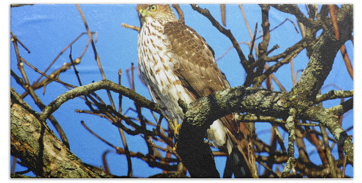 Cooper's Hawk Bath Towel featuring the photograph Cooper's Hawk Keeping Watch by Linda Stern