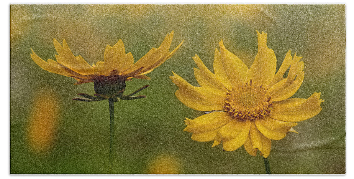 2015 Bath Towel featuring the photograph Coreopsis by Robert Charity