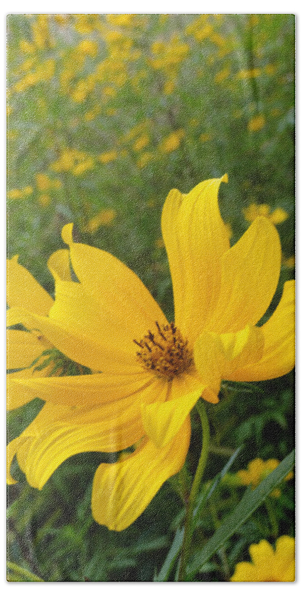 Coreopsis Bath Towel featuring the photograph Coreopsis by Trish Hale