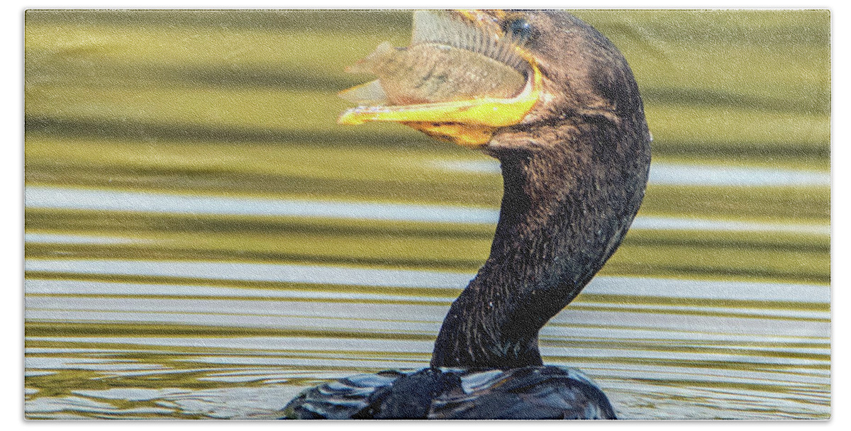 Cormorant Bath Towel featuring the photograph Cormorant with Fish 0977-111217-1cr by Tam Ryan