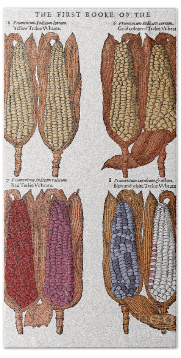 1597 Bath Towel featuring the photograph Corn, 1597 by Granger