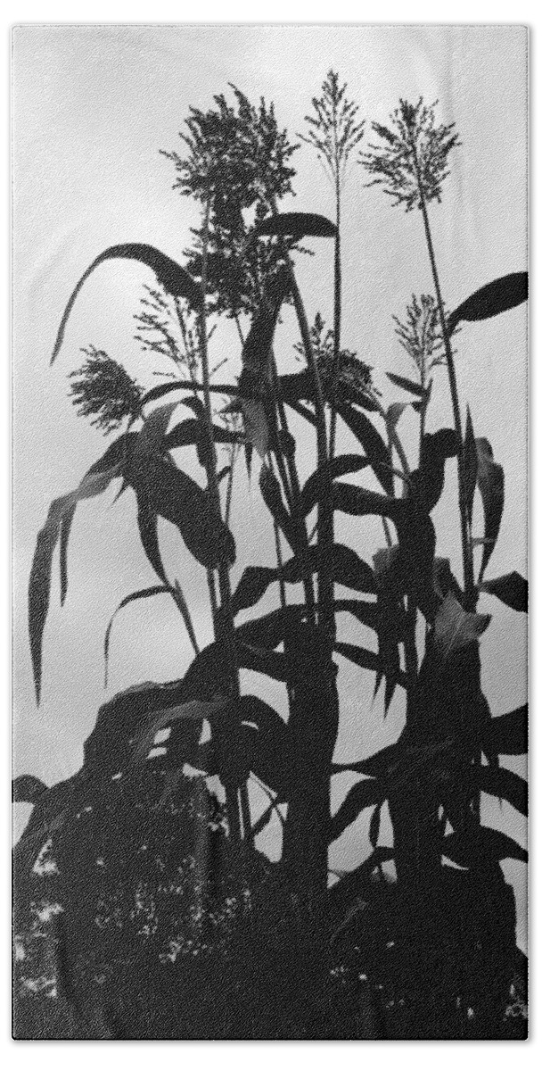 Black And White Bath Sheet featuring the photograph Corn Plant by Deborah Crew-Johnson