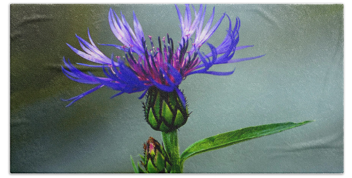 Cornflower Hand Towel featuring the photograph Cornflower by Rodney Campbell