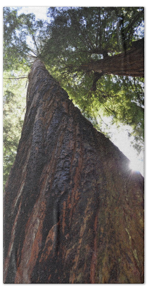 California Bath Towel featuring the photograph Coastal Redwoods by Julia McHugh