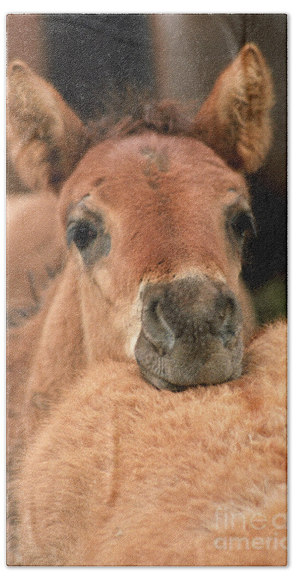 Foal Hand Towel featuring the photograph Cosy by Ang El