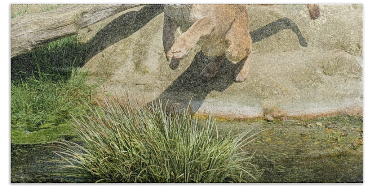 Cougar Hand Towel featuring the photograph Cougar jumping across a stream by Brian Tarr