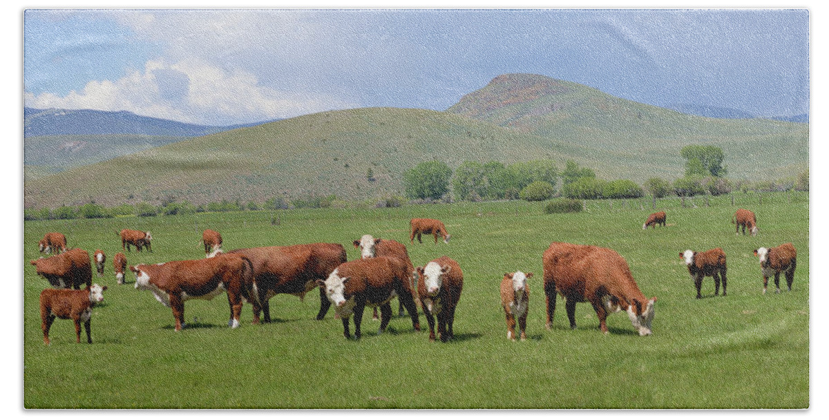 Cows Hand Towel featuring the photograph Cows and Calves by Kae Cheatham