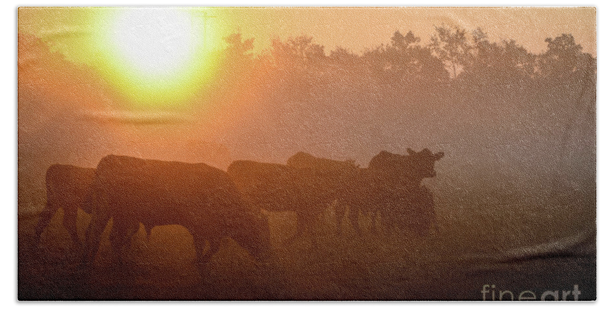 Cows Bath Towel featuring the photograph Cows in the Sunrise Mist by Cheryl McClure