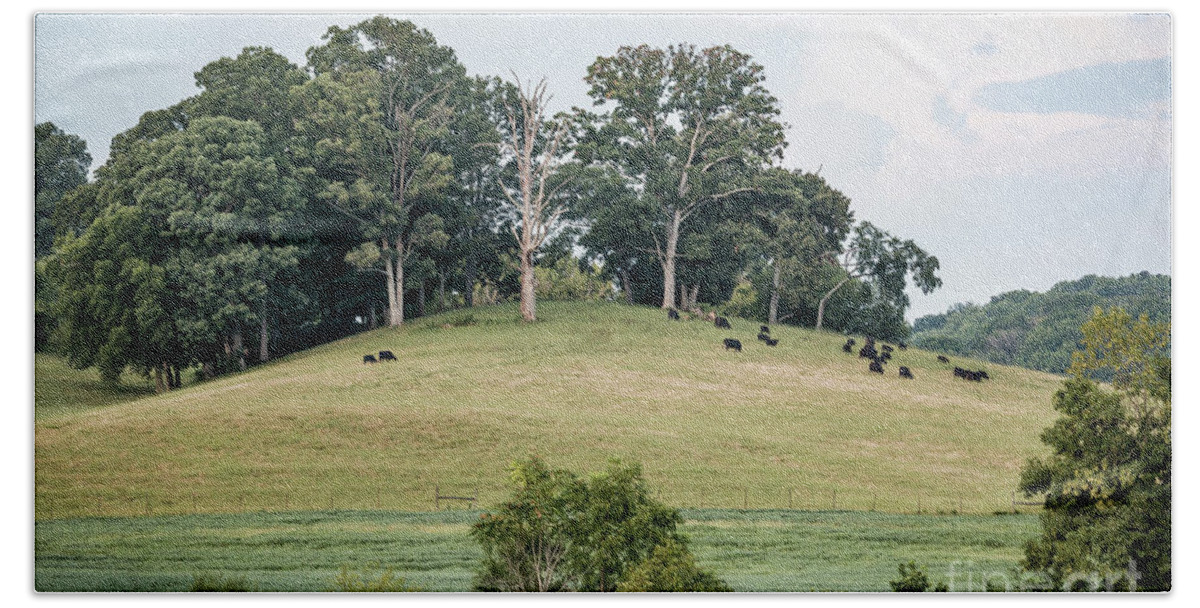 Ijams Nature Center Bath Towel featuring the photograph Cows On A Hill by Todd Blanchard