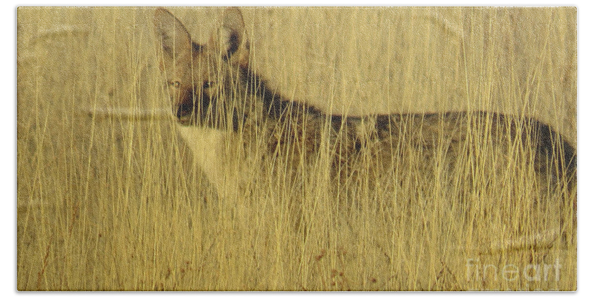 Coyote Bath Towel featuring the photograph Coyote 4 by Christy Garavetto