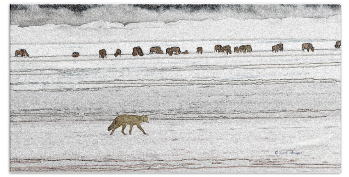 Coyote Bath Towel featuring the photograph Coyote and Bison by Kae Cheatham