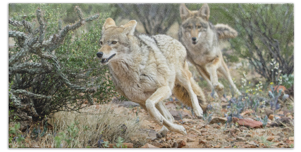 Coyote Bath Towel featuring the photograph Coyote Chase 4189-022617-1cr by Tam Ryan