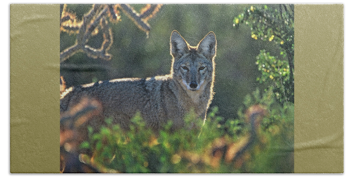 Wildlife Hand Towel featuring the photograph Coyote in Cactus Patch by Tim Fitzharris