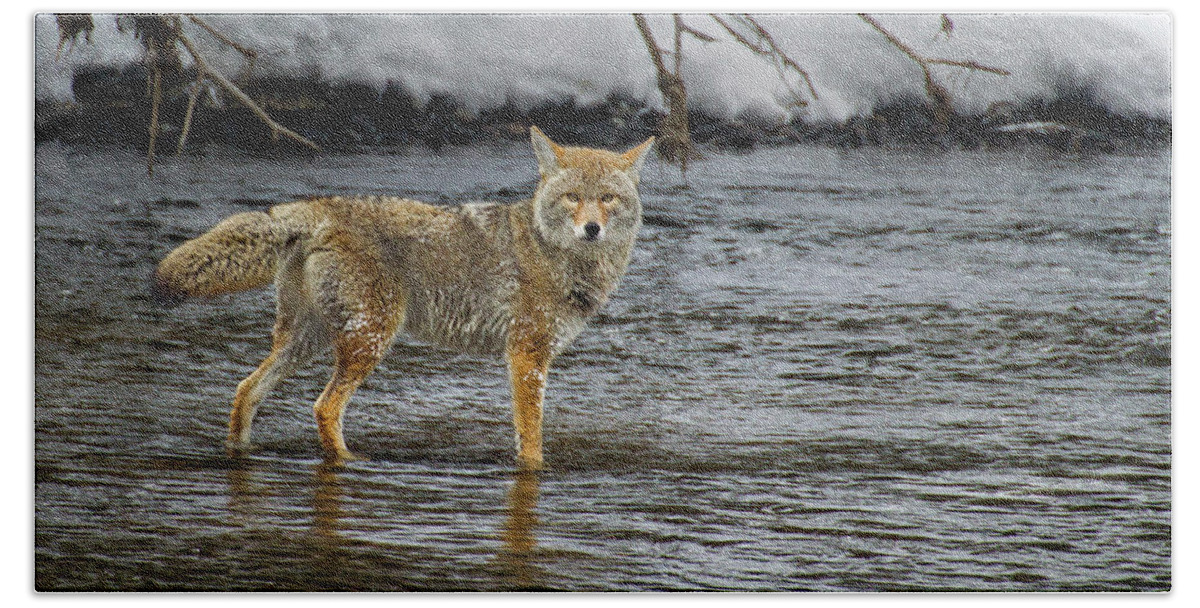 Coyote Bath Towel featuring the photograph Coyote In The Madison River-Signed-#0635 by J L Woody Wooden