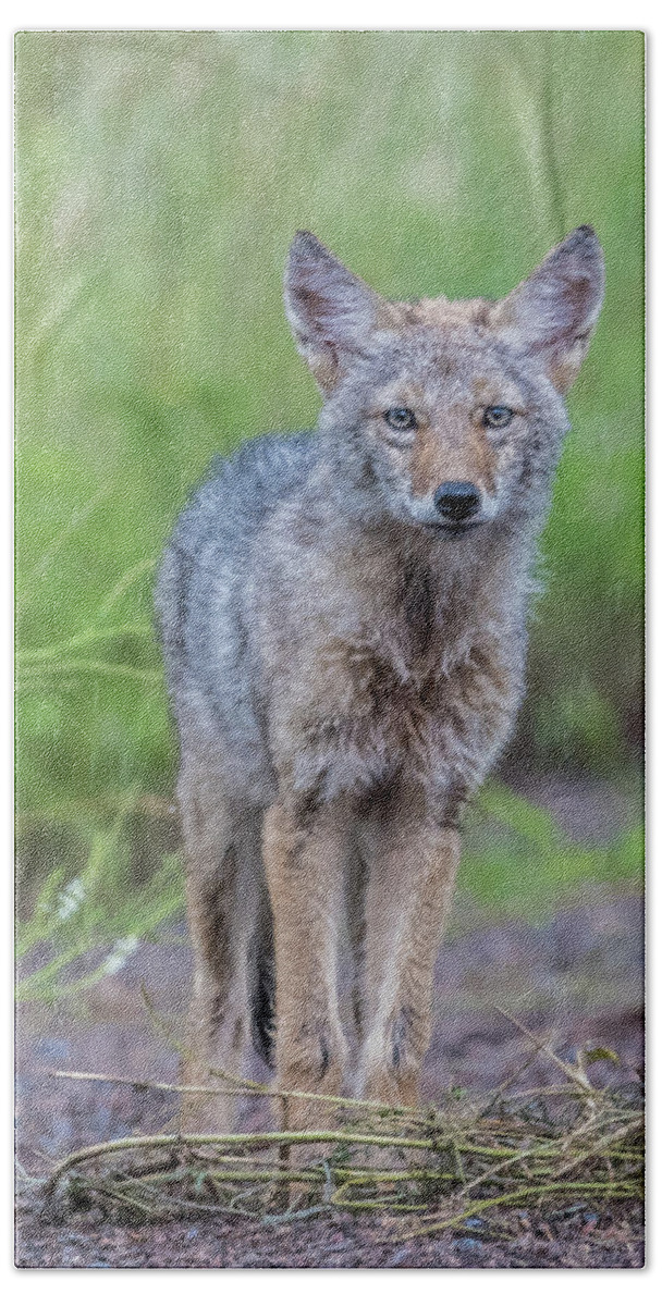  Bath Towel featuring the photograph Coyote in the rain by Paul Freidlund