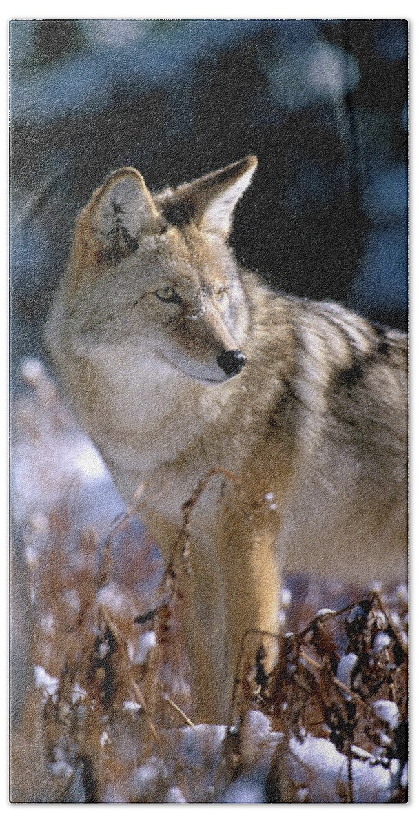 Wild Hand Towel featuring the photograph Coyote in Winter Light by Mark Miller