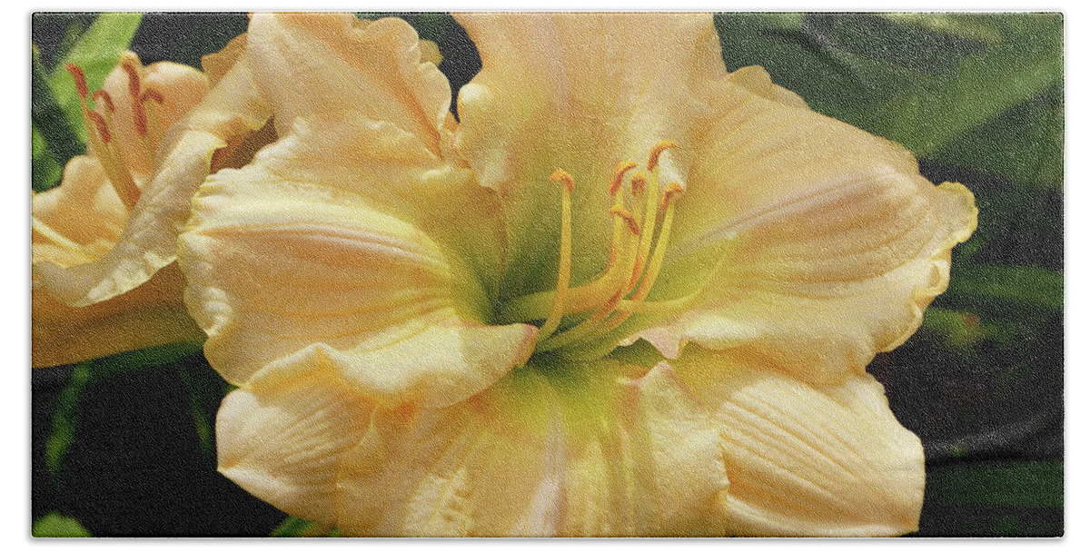 Daylilies Bath Towel featuring the photograph Cream Daylily by Sandy Keeton