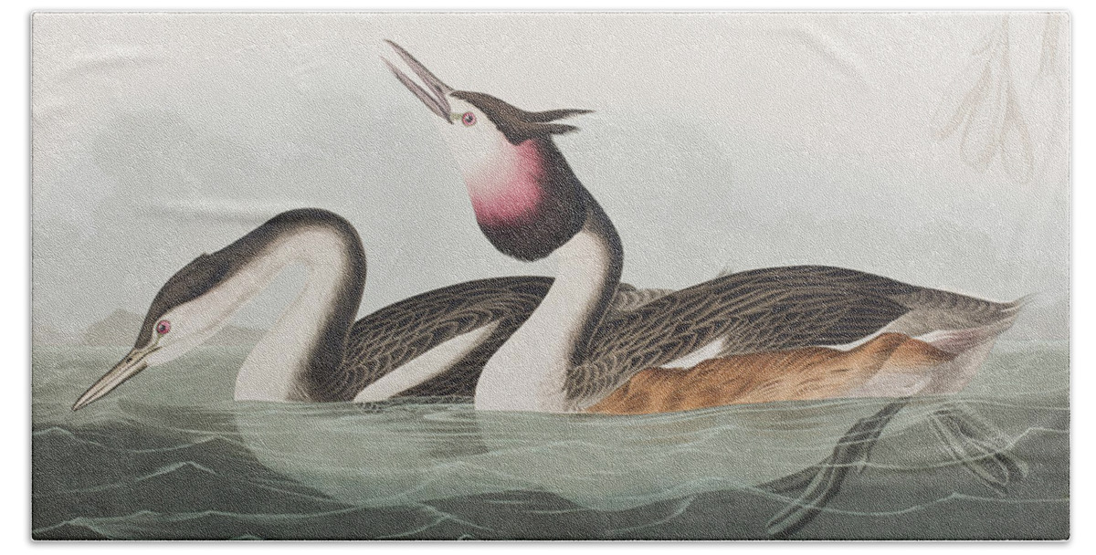 Crested Grebe Bath Towel featuring the painting Crested Grebe by John James Audubon