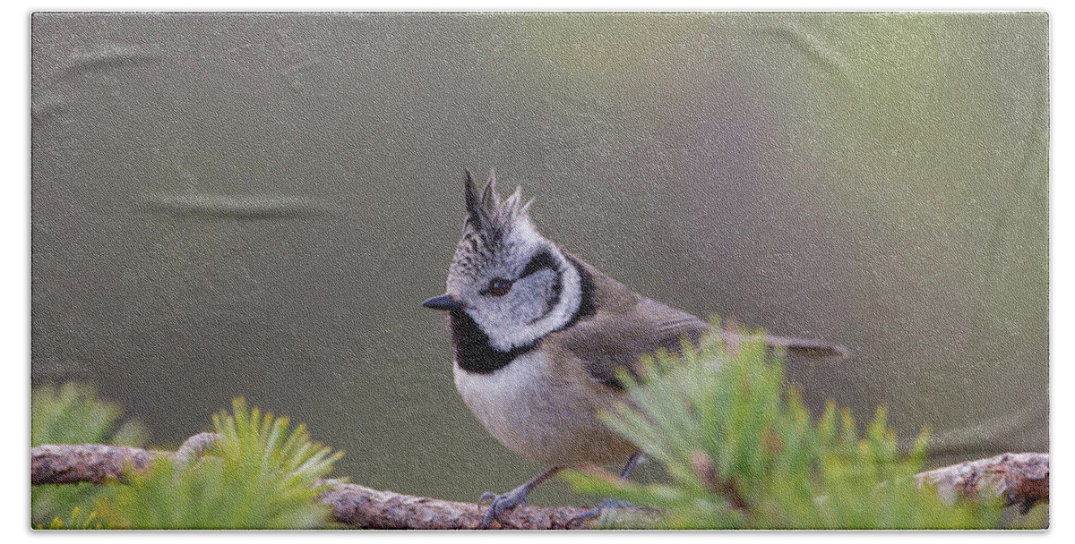 Crested Bath Towel featuring the photograph Crested Tit Pine by Pete Walkden