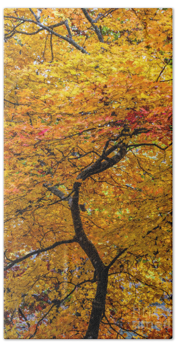 Fall Bath Towel featuring the photograph Crooked Tree Trunk by Barbara Bowen