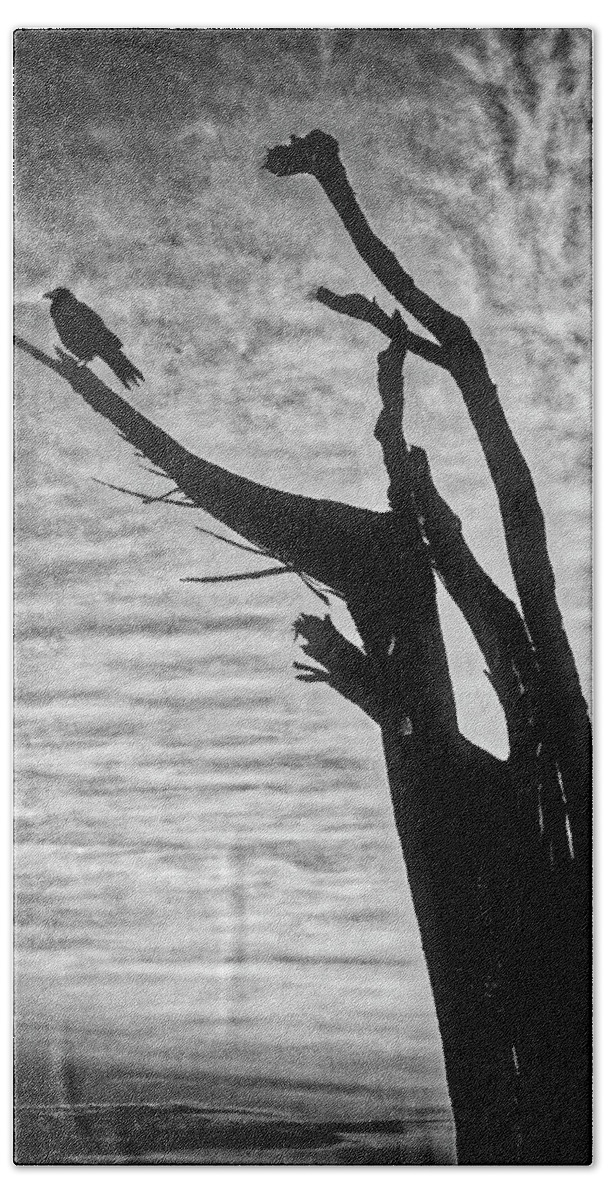 Crow Bath Towel featuring the photograph Crow On Broken Branch by Garry Gay