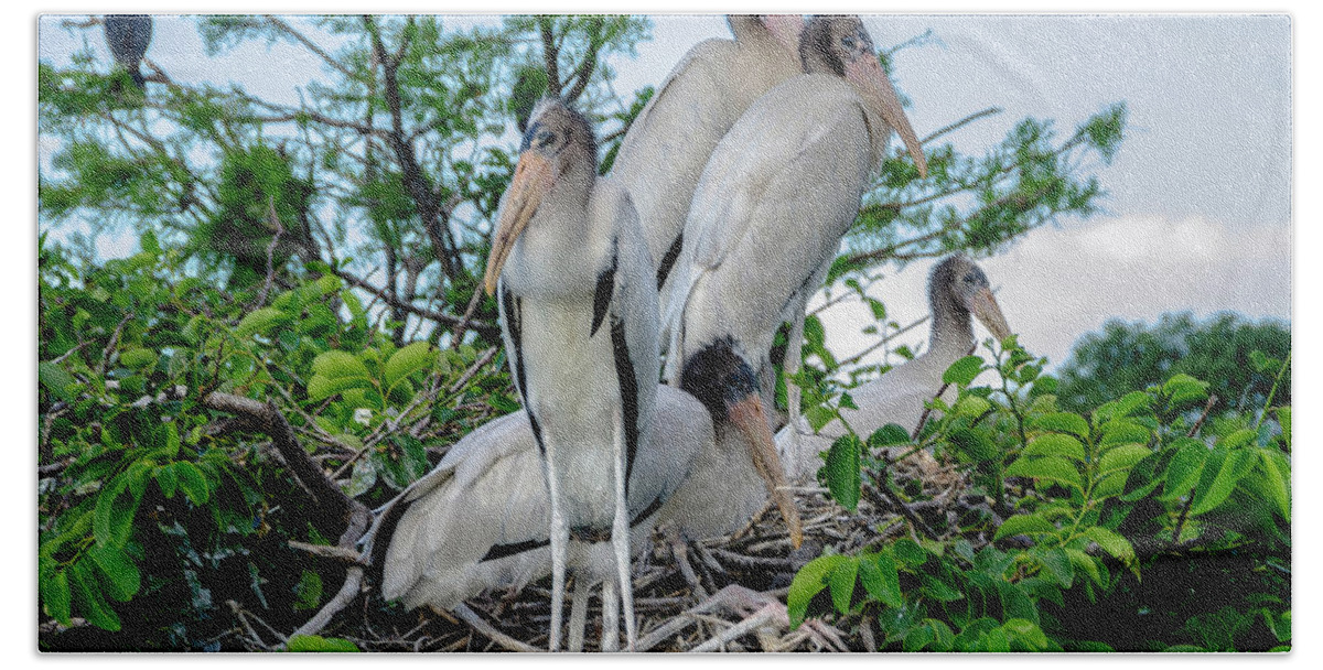 Young White Storks Bath Towel featuring the photograph Crowded nest by Wolfgang Stocker
