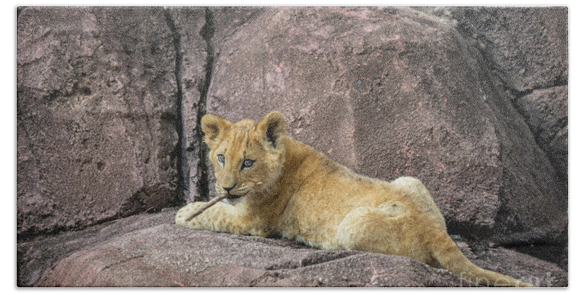 Cub With His Stick Bath Towel featuring the photograph Cub with His Stick I by Karen Jorstad