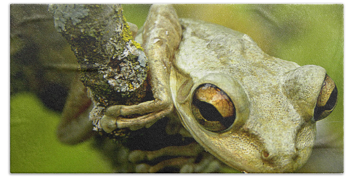 Cuban Tree Frog Bath Towel featuring the photograph Cuban Tree Frog by Christopher Mercer